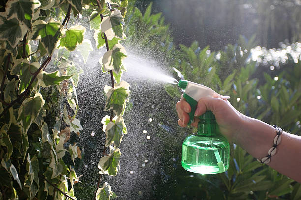woman sprinkling plants stock photo
