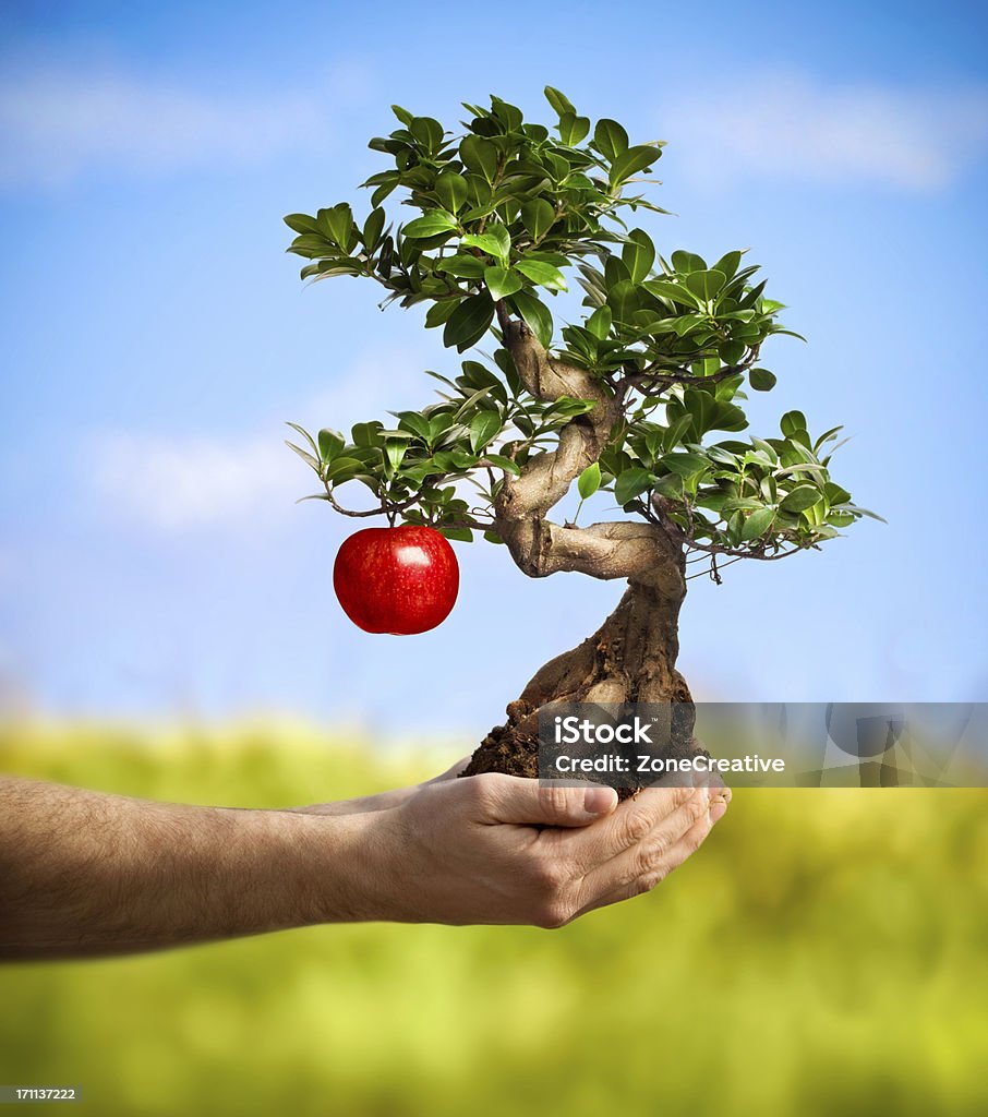 Человек Рука предложение Бонсай с apple fruit - Стоковые фото Благополучие роялти-фри