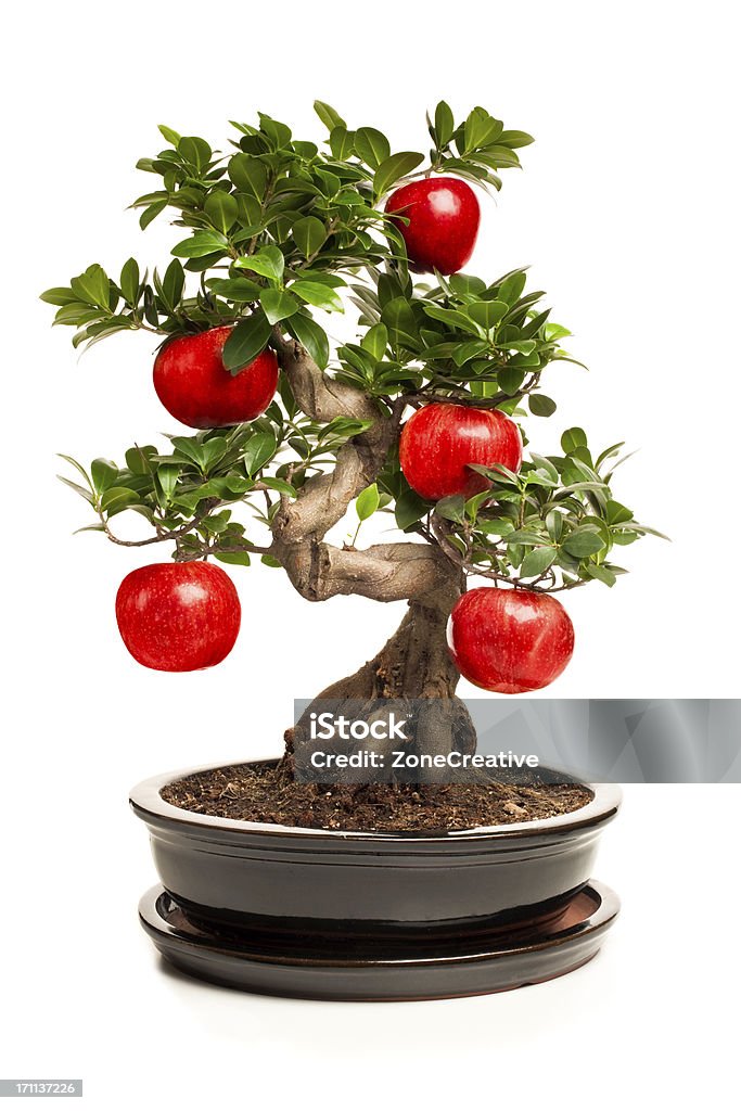 bonsai mit big apple isoliert auf weiss - Lizenzfrei Apfel Stock-Foto