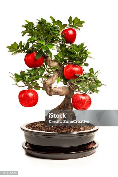 Bonsai Mit Big Apple Isoliert Auf Weiss Stockfoto und mehr Bilder von Apfel - Apfel, Bonsai, Schössling