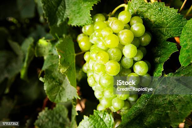 Vino Blanco Uvas Foto de stock y más banco de imágenes de Agricultura - Agricultura, Aire libre, Bebida alcohólica