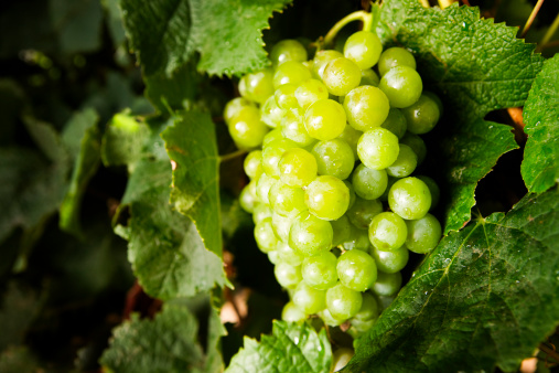 White grapes on the vine, lit from behind and to the side so that they glow. Camera: Canon EOS 1Ds Mark III.