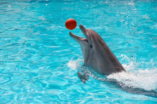 Dolphin in a blue water playing with ball