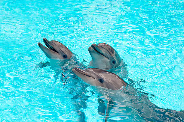 three dolphins in a blue water - vissenkom fotos stockfoto's en -beelden