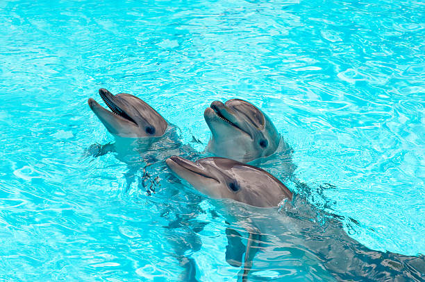 Three Dolphins in a blue water Three Dolphins in a blue water fish tank photos stock pictures, royalty-free photos & images