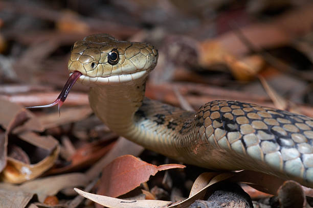 Rough Scaled Snake stock photo