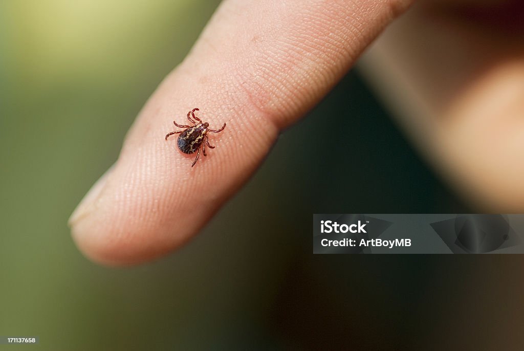 Wood Tick Wood Tick on finger Tick - Animal Stock Photo