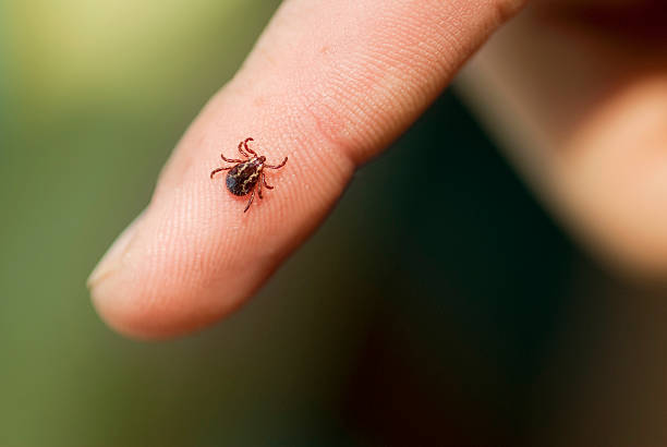 Wood Tick Wood Tick on finger insect stock pictures, royalty-free photos & images