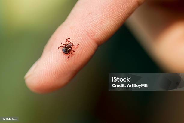 Wood Tick Stock Photo - Download Image Now - Tick - Animal, Insect, Biting