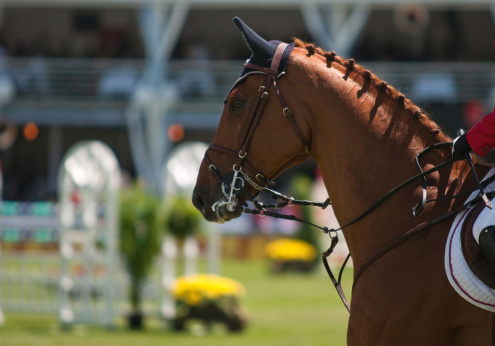 elegant horse at show jumping. Please see here some related horse pictures and photos:
