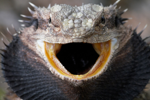 A male bearded dragon displaying his beard with his mouth open