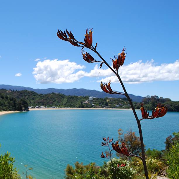 harakeke 개화기, 먼 kaiteriteri, nz - new zealand flax 뉴스 사진 이미지