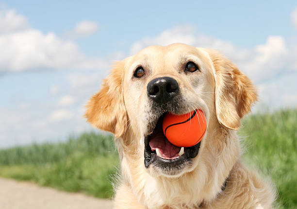 istock Golden Retriever with ball 171137746