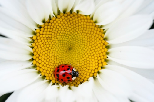 ladybug and daisy.Please see here much more ladybug pictures by clicking on an image below: