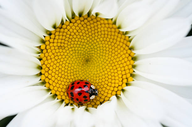 ladybug and daisy ladybug and daisy.Please see here much more ladybug pictures by clicking on an image below: beetle photos stock pictures, royalty-free photos & images
