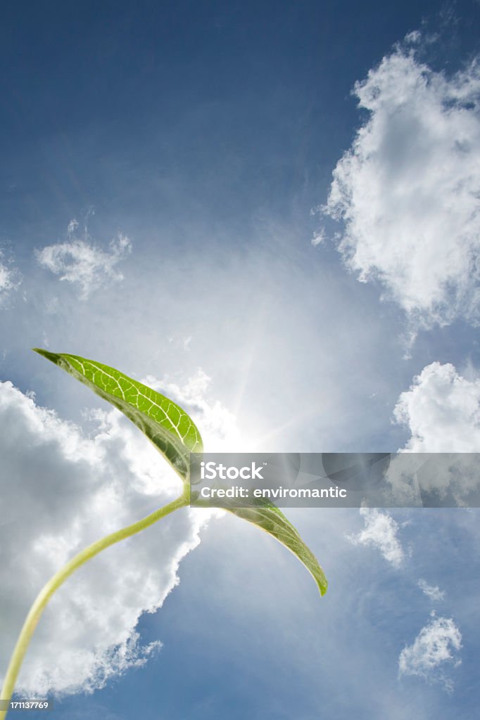 Jeune pousse avec ciel menaçant en toile de fond. - Photo de Bouton de fleur libre de droits