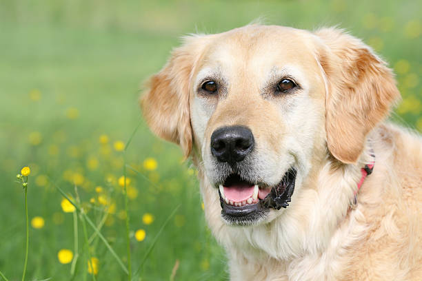 istock Golden Retriever Portrait 171137771