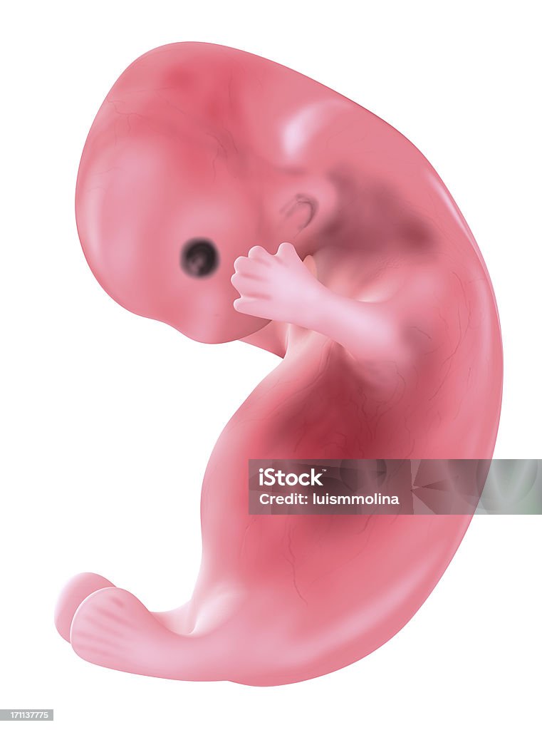 ヒト胚 - ヒトの胚のロイヤリティフリーストックフォト