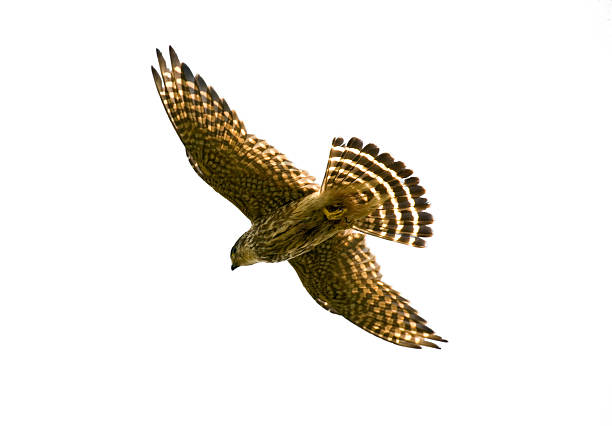Merlin With Clipping Path A bird with speckled feathers is flying across a white sky. It's belly is a dark beige, and it's coloring grows darker at the ends of his wings and the tip of his tail. It's yellow feet are tucked under it for flight. It has a brown, curved, predatory beak. It's wings are fully extended. falco columbarius stock pictures, royalty-free photos & images