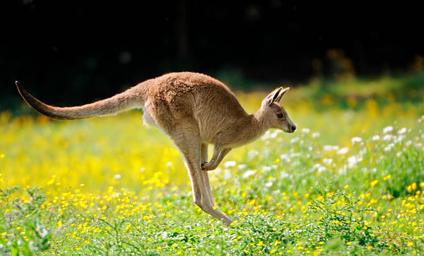 saltare a canguro - kangaroo animal australia outback foto e immagini stock