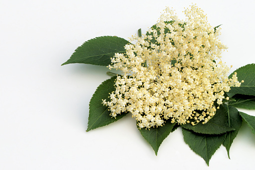 Flower from the elder tree often used to make Elderflower cordial.