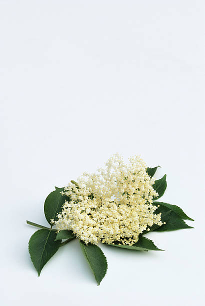 istock Elderflower blossom flower of the elder tree 171137973
