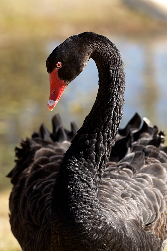The black swan from Australia