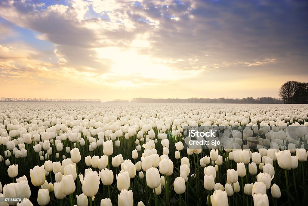 White Tulips Field of white Tulips in Holland in spring during a sunset. Tulip Stock Photo