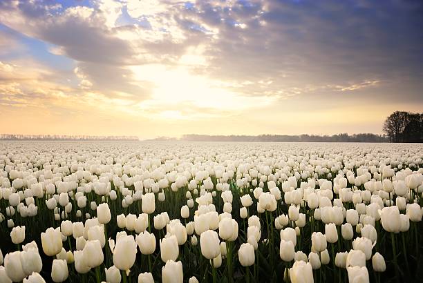 White Tulips Field of white Tulips in Holland in spring during a sunset. white tulips stock pictures, royalty-free photos & images