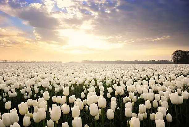 Photo of White Tulips