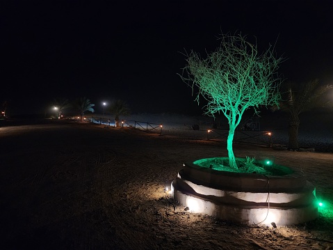 A tree stands alone in the desert sand, the florescent green light illuminating it.