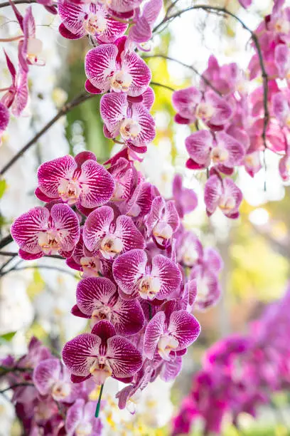 Closeup view of a pink mottled Phalaenopsis orchid plant.