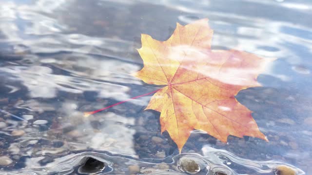 Autumn maple leaf on water, autumn background. Bright yellow-orange fallen maple leaves in river. Autumn atmosphere image