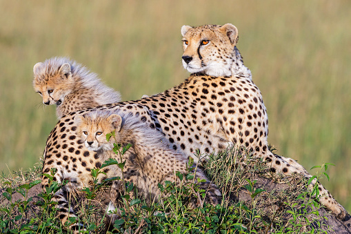 Cheetah female with cubs on savannah lying and looking back on something
