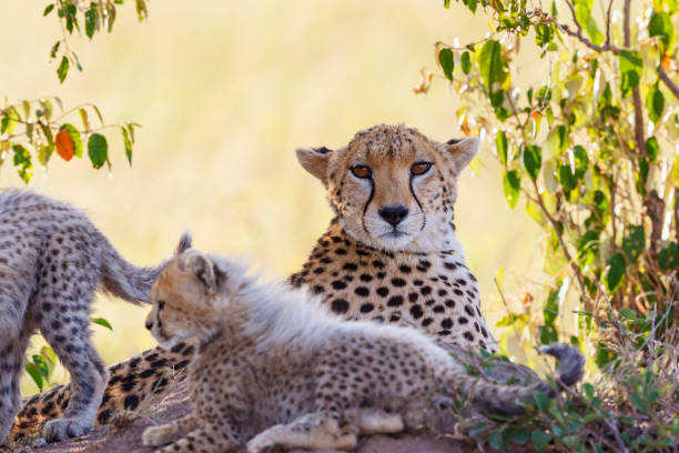 istock Cheetah resting in the bush with her cubs 1711411199