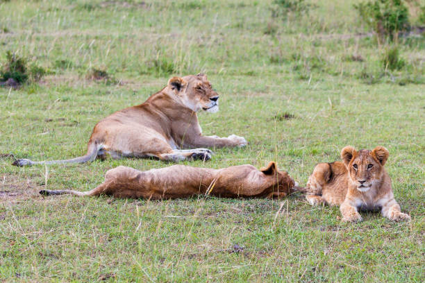 istock Lioness with her cubs in the grass 1711413603