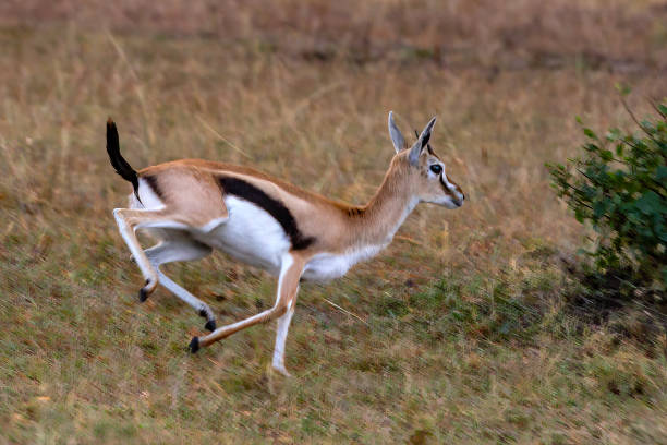 istock Thomson's Gazelle running in Wildlife. Blurred Motion. 1711417609