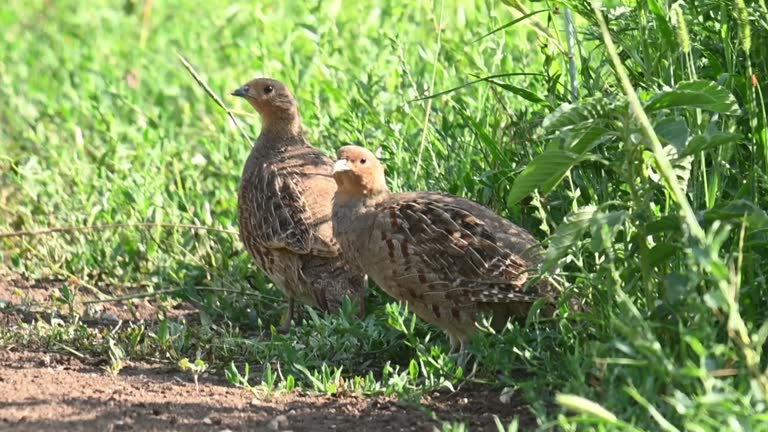 Partridge. Warm colors nature background. Grey Partridge. Perdix perdix