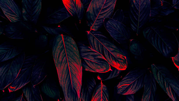istock leaf texture background, glow in the dark color toned 1711426557