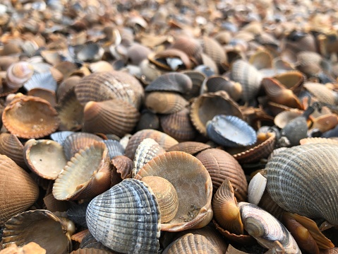 A lot of seashells are laying on the beach