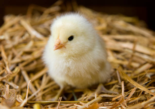 Close up of a small yellow chick sitting on straw stock photo