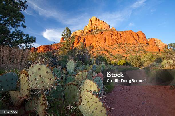 Photo libre de droit de Prickly Pear De Randonnée À Sedona En Arizona banque d'images et plus d'images libres de droit de Arizona - Arizona, Beauté de la nature, Cactus