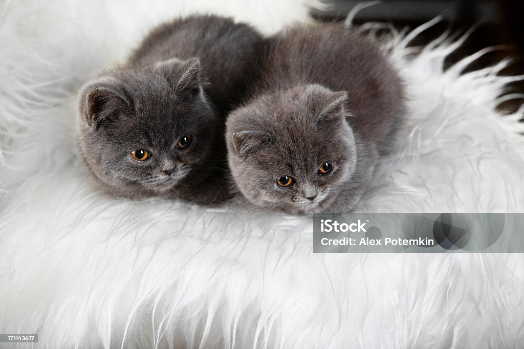 two British cats two Gray Brittish kitens on white fur Animal Stock Photo