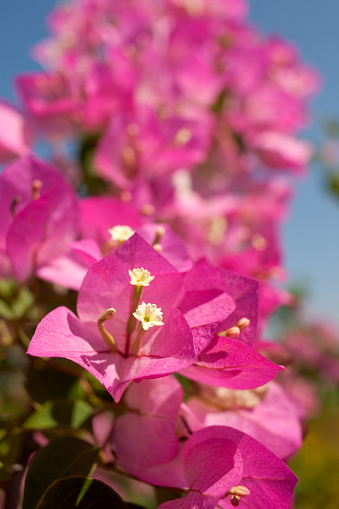 Pink Bougainvillea against a blue sky. Shallow depth of field. Focus through the stamen of the central flower. 