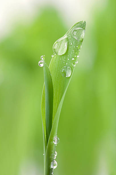 raindrops на лист - leaf defocused dew focus on foreground стоковые фото и изображения