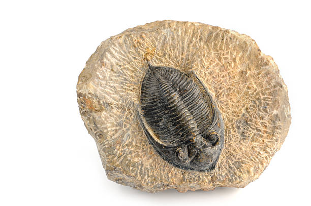 fossil of a trilobite on isolated white background fossil of a trilobite. lived during time of Early Cambrian throughout the lower Paleozoic, during the Devonian til the end of the Permian See also my other Fossils and Mineral/ Crystal images: fossil photos stock pictures, royalty-free photos & images