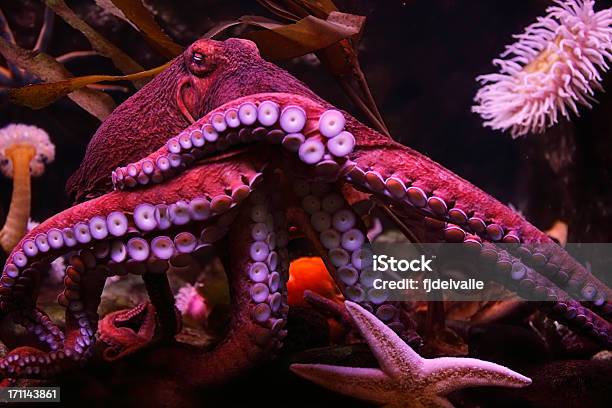 Pulpo Foto de stock y más banco de imágenes de Pulpo - Pulpo, Mar, Animal