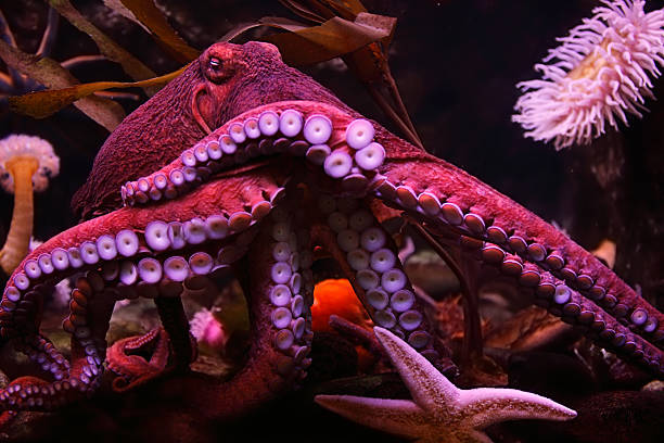 Close-up of a pink octopus in the sea with a starfish Octopus with starfish  Octopus stock pictures, royalty-free photos & images