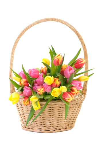 Tulips in a wicker handled basket. Studio shot on a white background. Just beautiful flowers to make your day!