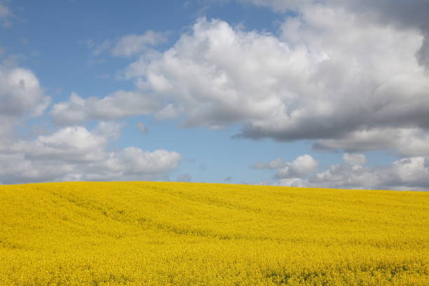 istock Oil seed rape yellow field in the spring 171143993